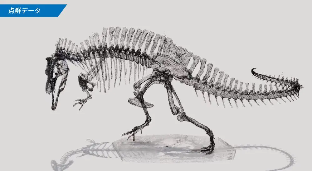 アブラツノザメ 骨格標本 ムササビ の骨格標本。 #日本大学生物資源科学部博物館 #骨の
