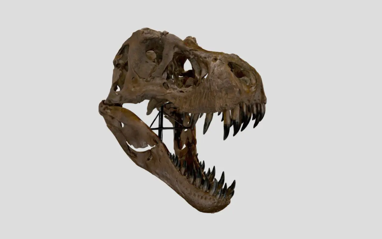 ティラノサウルス 頭部模型 Amazon.co.jp: 恐竜の頭蓋骨の彫刻 - 恐竜の頭蓋骨モデル T